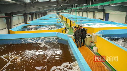 武漢內陸研發海水養殖技術，2毫米對蝦苗兩月游上市民餐桌