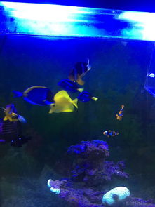 昌平北七家海水魚友出養定老魚，限同城打包自提，共探海水養殖技術交流